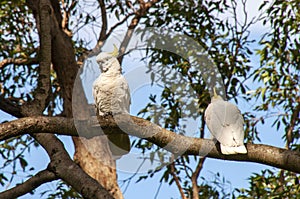 Sulphur crested cockatoo\'s perched on tree branch