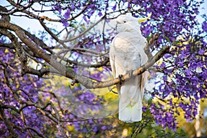 Sulphur-crested cockatoo seating on a beautiful blooming jacaranda tree. Urban wildlife