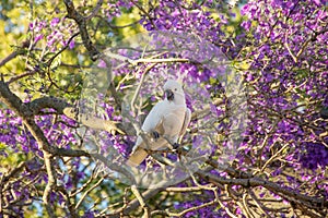 Sulphur-crested cockatoo seating on a beautiful blooming jacaranda tree. Urban wildlife