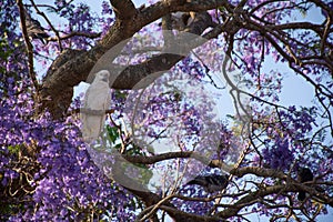 Sulphur-crested cockatoo seating on a beautiful blooming jacaranda tree. Urban wildlife