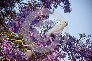 Sulphur-crested cockatoo seating on a beautiful blooming jacaranda tree. Urban wildlife