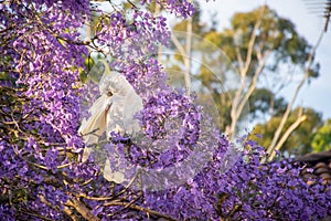 Sulphur-crested cockatoo seating on a beautiful blooming jacaranda tree. Urban wildlife