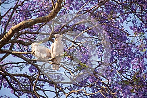 Sulphur-crested cockatoo seating on a beautiful blooming jacaranda tree. Urban wildlife