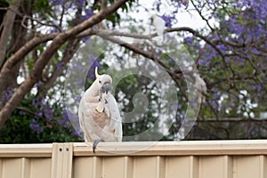 Sulphur-crested cockatoo seating on a fence with beautiful blooming jacaranda tree background