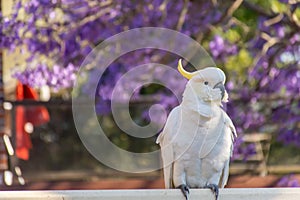 Sulphur-crested cockatoo seating on a fence with beautiful blooming jacaranda tree background. Urban wildlife