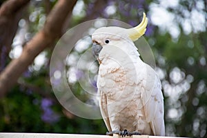 Sulphur-crested cockatoo sitting on a fence with beautiful blooming jacaranda tree on background