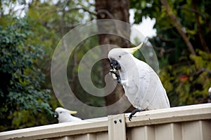 Sulphur-crested cockatoo seating on a fence and eating piece of pasta. Urban wildlife. Backyard visitors. Don`t feed wild birds