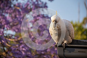 Sulphur-crested cockatoo seating on a roof near beautiful purple blooming jacaranda tree. Urban wildlife