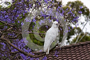 Sulphur-crested cockatoo sitting on a beautiful blooming jacaranda tree