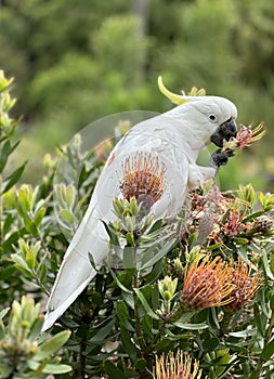 Sulphur-crested Cockatoo sitting on the branch in Australia.