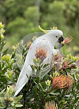 Sulphur-crested Cockatoo sitting on the branch in Australia.