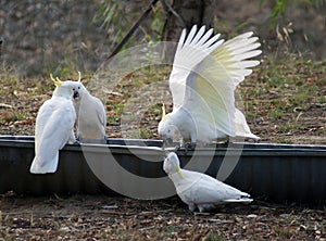 Sulphur Crested Cockatoo on Stock Water Trough