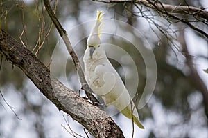 The sulphur crested cockatoo is a white bird with a yellow crest