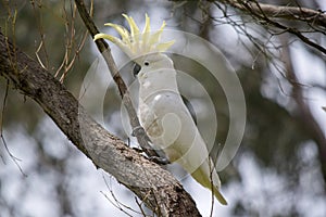 The sulphur crested cockatoo is a white bird with a yellow crest