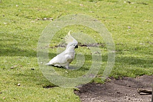 The sulphur crested cockatoo is a white bird with a yellow crest and black beak