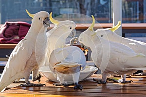 Sulphur-crested cockatoos - Lorne