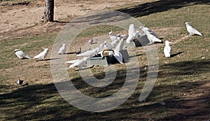 The sulphur crested cockatoos and pigeons eating from a feeding trough