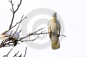 Sulphur Crested cockatoos sitting in a tree