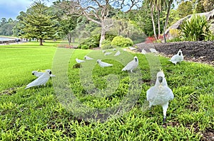 Sulphur-crested Cockatoos Sydney`s Royal Botanic Garden, Australia.