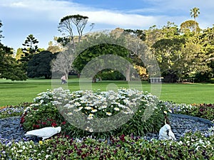 Sulphur-crested Cockatoos in Sydney`s Royal Botanic Garden, Australia.