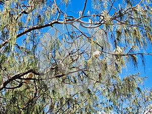 Sulphur-Crested Cockatoos in Tree, Sydney, Australia