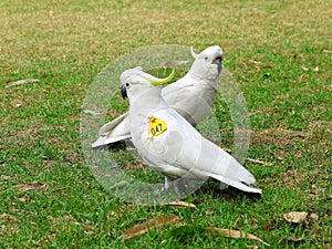 Sulphur-crested Cockatoos wing-tagged