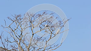 Sulphur-Crested White Cockatoos