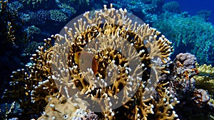 Sulphur damsel (Pomacentrus sulfureus) and Net fire coral (Millepora dichotoma) undersea