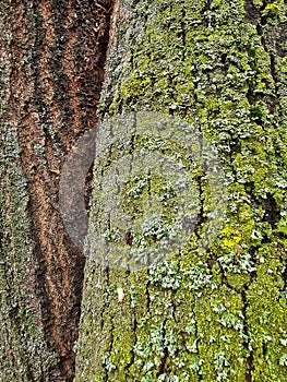 The sulphur dust lichen on tree barks