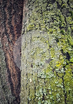 The sulphur dust lichen on tree barks