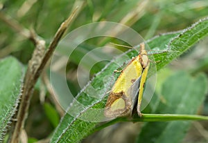 Sulphur knapweed moth, Agapeta zoegana on leaf photo