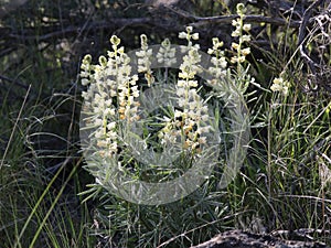 Sulphur Lupine - Lupinus sulphureus