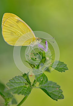 Sulphur Phoebis Agarithe Butterfly photo