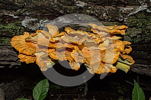 Sulphur  Polypore or Chicken of the woods Latin: Laetiporus sulphureus close up. An edible, healthy and very tasty mushroom at a