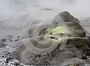 sulphur rocks through geotermal activity