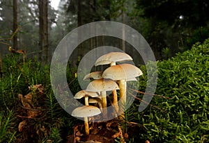 Sulphur tuft in a forest between moss