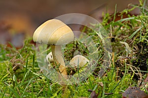 Sulphur tuft mushroom from low angle