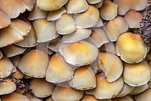 Sulphur Tuft mushrooms (Hypholoma fasciculare)