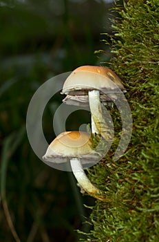 Sulphur Tuft photo