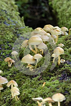 Sulphur Tuft