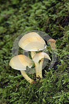 Sulphur Tuft