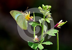 Sulphur yellow butterfly