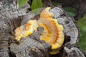 Sulphureus, mushroom on old tree
