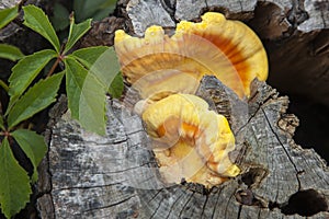 Sulphureus, mushroom on old tree