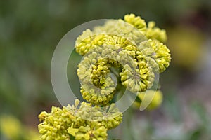 Sulphurflower buckwheat, Eriogonum umbellatum, close-up flower