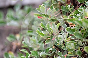 Sulphurflower buckwheat, Eriogonum umbellatum, shrub