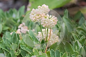 Sulphurflower buckwheat Eriogonum umbellatum var. dichrocephalum flowering plant