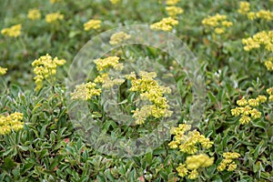 Sulphurflower buckwheat, Eriogonum umbellatum var. modocense, yellow flowering plants