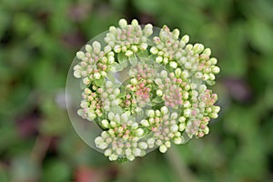 Sulphurflower buckwheat Eriogonum umbellatum var. subalpinum, cluster of buds