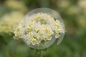 Sulphurflower buckwheat Eriogonum umbellatum var. subalpinum, greenish white flower